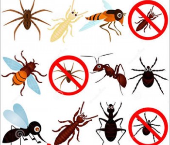 المصيدة لمكافحة الحشرات عمان الأردن