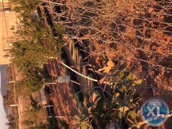 مزرعة للبيع في الاْردن ، الرمثا