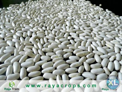 الفاصوليا البيضاءالمصرية Egyptian White Kidney Dry Beans