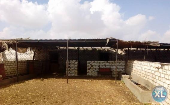 مزرعة ومعلف وفيلا للبيع او الايجار بسعر مذهل