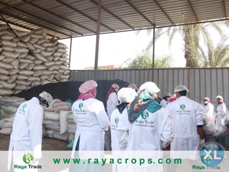 الليمون المجفف الأسود