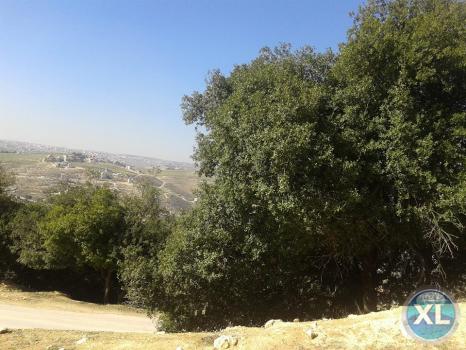 ارض للبيع في صويلح / سلطاني السلط - منطقة فلل