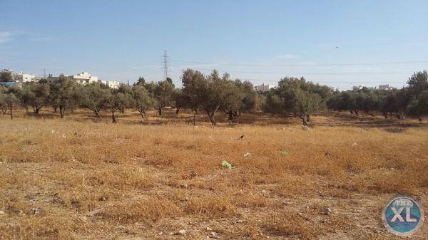 ارض للبيع في الجويدة/ المستندات و ام زعرورة - قرب مسجد ابو بكر الصديق