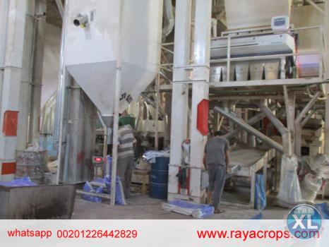 فاصوليا بيضاء مصرية   Egyptian white beans