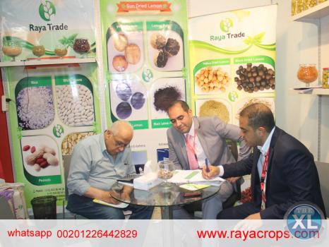 فاصوليا بيضاء مصرية   Egyptian white beans