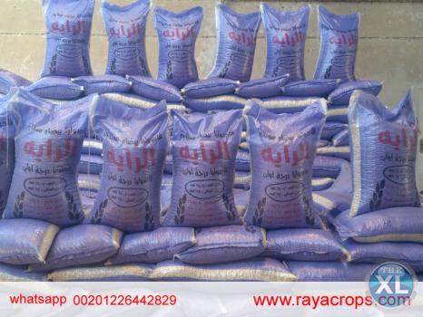 فاصوليا بيضاء مصرية   Egyptian white beans