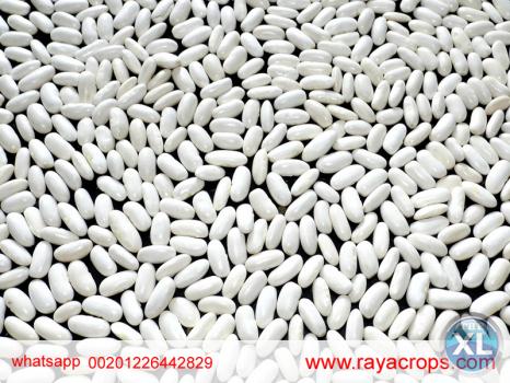 فاصوليا بيضاء مصرية   Egyptian white beans